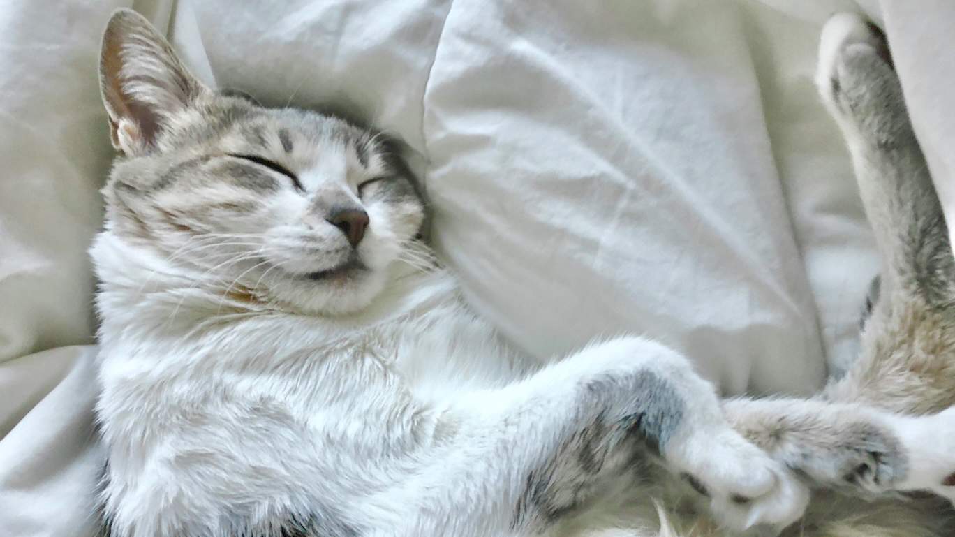 Grey and white cat sleeping on a white bed.