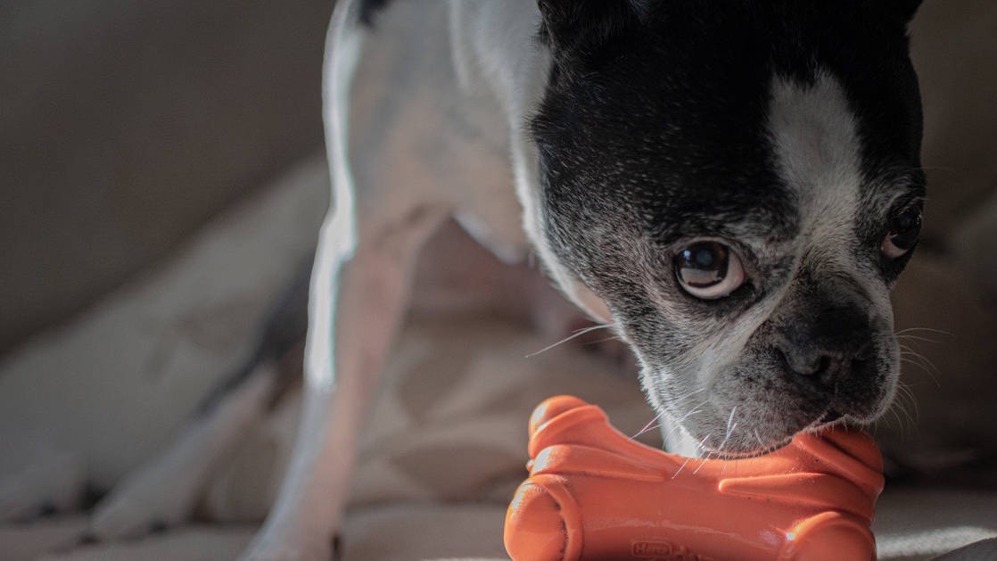 Frenchie bulldog sniffing an orange rubber bone