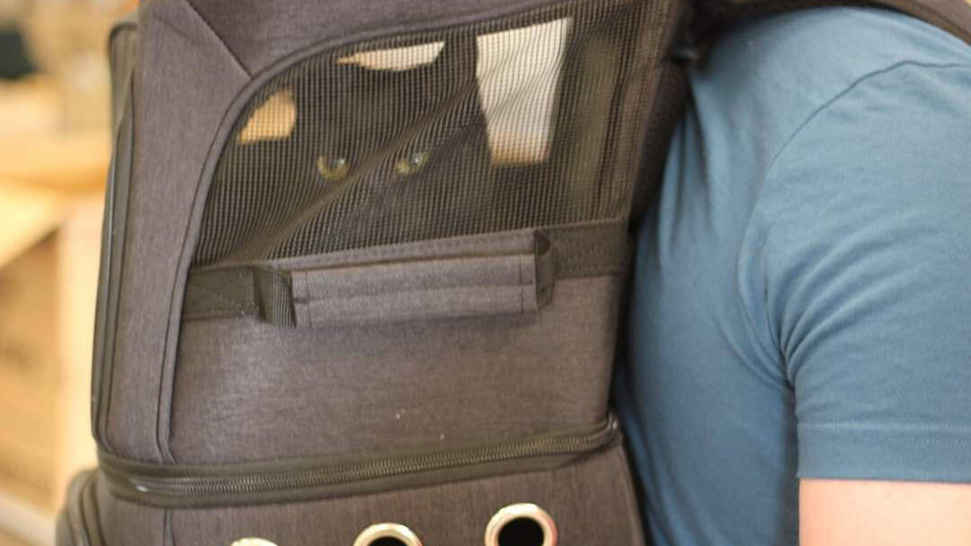 Black cat peering out of a backpack carrier